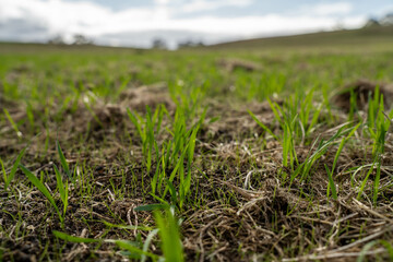 wheat and oat grain food crop growing in a field on a sustainable agricultural farm