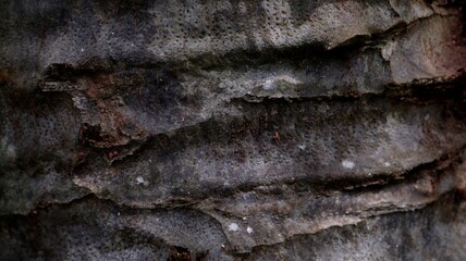 dark gray wood tree bark texture