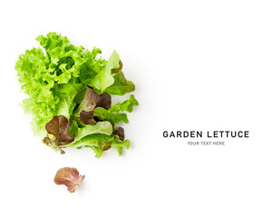 Lettuce green purple leaves salad photography isolated on white background.