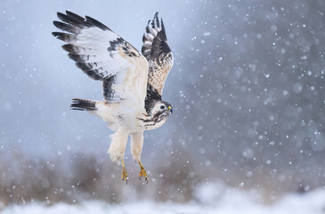 Wall Mural - Common buzzard bird ( Buteo buteo )