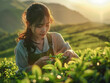 © Татьяна Кузнецова - A woman harvesting tea leaves in a lush green field at sunset in a rural landscape
