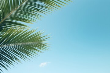 Sticker - Palm leaves border sky backgrounds outdoors.