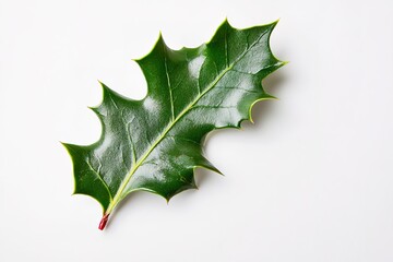 Fresh holly leaf on white backdrop