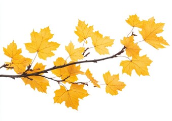 Wall Mural - Branches of maple trees with autumn leaves isolated on transparent background