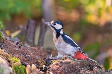 Wall Mural - A female great spotted woodpecker sits on a tree stump. 