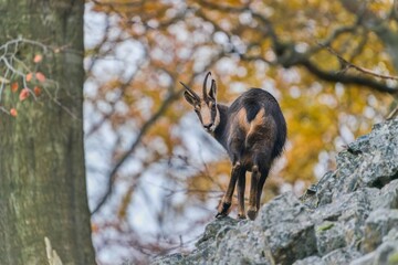 Wall Mural - A chamois  stands on the slope of a stone hill in autumn. Rupicapra rupicapra