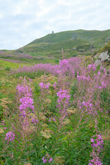 mountains view across the purple wildflowers. Mountain La Nuda from beneath Appenino-Tosco emiliano, Emilia-Romagna, Italy