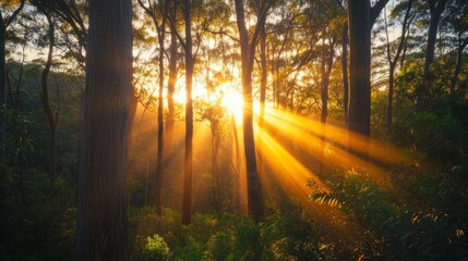 Poster - The sun is shining through the trees, casting a warm glow on the forest floor