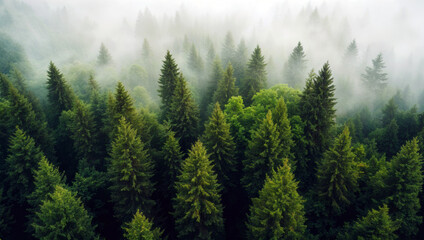 Poster - Evergreen forest covered by fog in the early morning