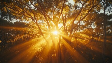 Poster - The sun is shining through the trees, casting a warm glow on the forest floor