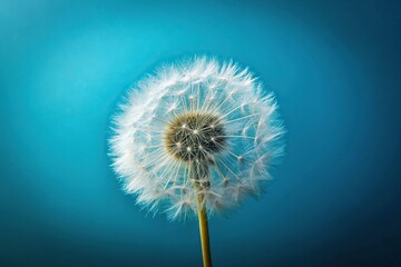 high angle dandelion against blue background symbolizing simplicity and nature