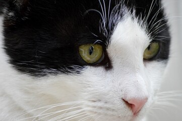 portrait of a black and white cat