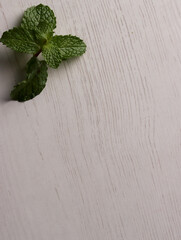 fresh mint leaves peppermint spice leaf plant antioxidant vegan business photo health herb food art