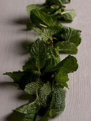 fresh mint leaves peppermint spice leaf plant antioxidant vegan business photo health herb food art