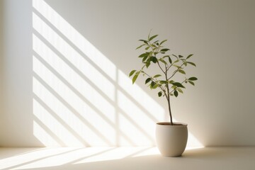 Wall Mural - Nature wallpaper windowsill shadow plant.