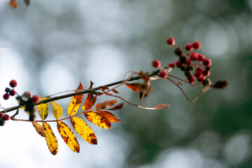 Sticker - autumn leaves in the forest, medelpad,bergafjärden.sverige,sweden,norrland,mats,summer