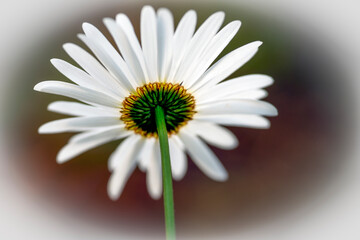 Sticker - daisy flower, medelpad,bergafjärden.sverige,sweden,norrland,mats,summer