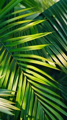 Poster - Close-up of green palm leaves with sunlight, natural foliage pattern. Tropical nature and freshness concept