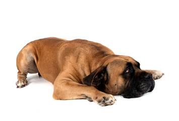 Sticker - Boerboel in studio