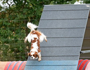 Poster - dog and agility