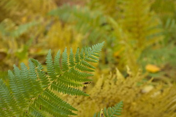 macro photography of fern leaves in autumn