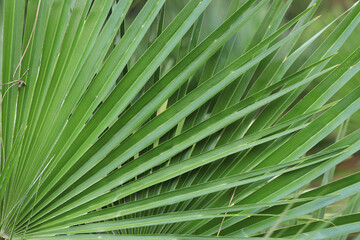 Fresh green leaf of a Chamaerops palm, close-up. Nature background. Plant. Natural wallpaper with close-up of summer plants. Detail of close-up foliage of European fan palm