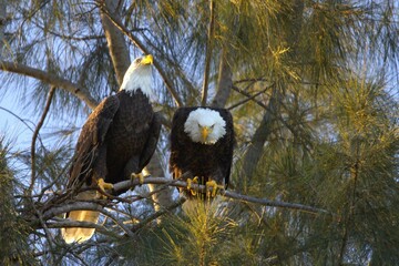 Wall Mural - american bald eagle