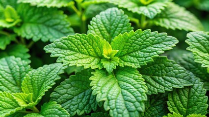 Herbal lemon balm plant in garden