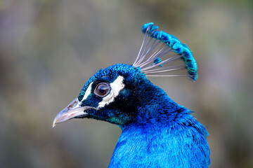 Close-up portrait of a vibrant blue peacock head