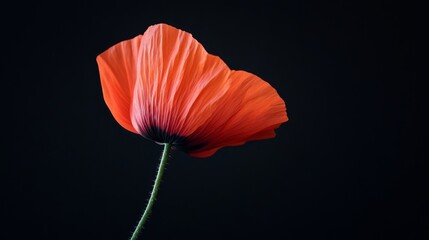 Sticker - Clean and simple design with a single poppy petal on a black background.