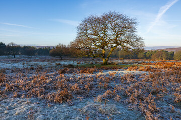 Crisp Winter Morning with Frost-Touched Ferns and a Lone Oak Tree, Sunlight Casting a Warm Glow on the Tranquil Open Field, Creating a Beautiful Contrast of Seasons