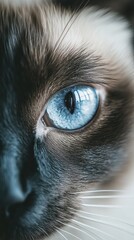 ** Close-Up of a Blue-Eyed Cat: Feline Beauty and Detail in Stock Photography