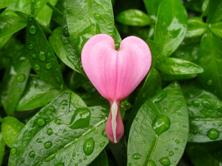 Pink heart of flowers Lamprocapnos Spectabilis, Bleeding heart on green leaves in water drops. Topics: vegetation, beauty of nature, natural environment, spring, season, weather, love, symbol