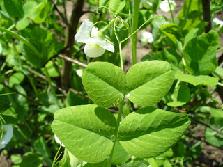 Spring twig with green leaves and white flowers of Pea, Pisum sativum in garden on sunny day. Topics: cultivation, blooming, natural vitamins, health, beauty of nature, spring, season, nature