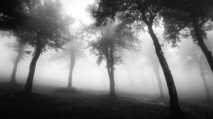 Wall Mural - mysterious forest in thick fog