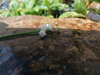 Flowers on a stone on a background of grass