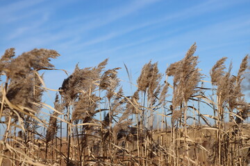 golden ripe wild grain stalks bend with the breeze under blue sky and wispy clouds