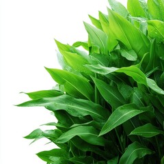 Wall Mural - lush green leaves on a white isolated background.