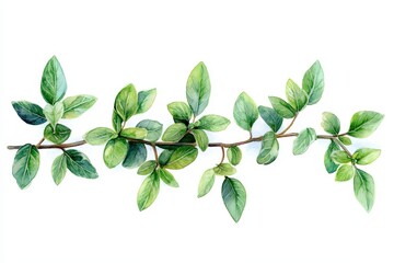 Wall Mural - fresh green leaves on a branch, white isolate background.