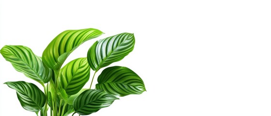 Wall Mural - lush green leaves on a white isolated background.