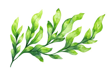 Wall Mural - green leafy branch, white isolate background transparent background