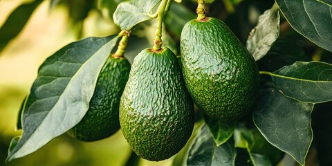 avocados growing on avocado tree