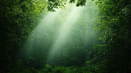 Wall Mural - forest with sunlight shining through the trees. the light is bright and warm, creating a peaceful an