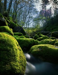 Wall Mural - Moss-covered rocks in a stream