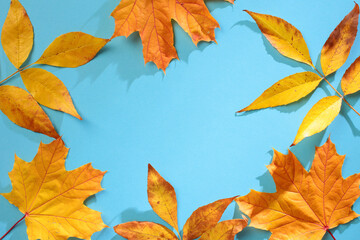 Wall Mural - Vibrant autumn leaves frame on a bright blue background. Autumn, fall concept