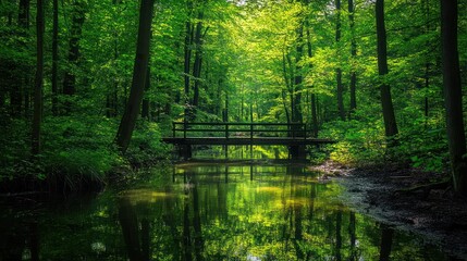  Lush green forest with a serene bridge reflecting in calm water.