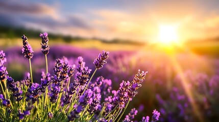 Wall Mural - lush lavender field in full bloom under a bright cloudless summer sky the vivid purple flowers stret