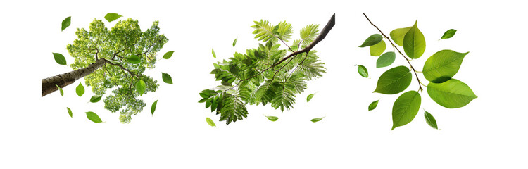 Poster - Three different types of leaves isolated against a white background.