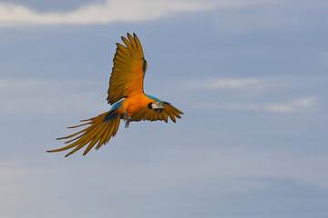 Wall Mural - Colorful Blue and Gold Macaw parrot flying in the sky. Free flying bird