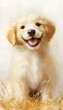 © Cary - puppy sitting pile hay smile mobile blond animal drawing kid ecstatic expression smiling confidently face golden necklace background